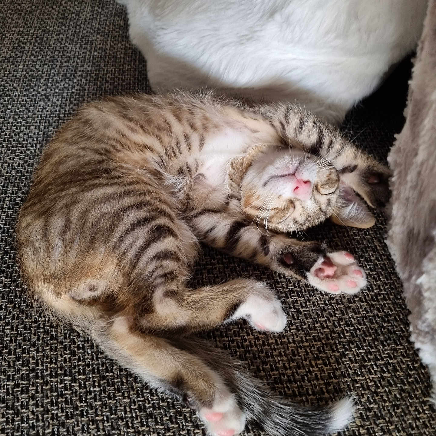 Pepper