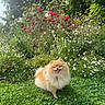 Enika participe au concours pour gagner de l'argent avec cette photo : dog, flowers, fluffy_dog, foliage, fur, garden, grass, greenery, happy, outdoor, pet, pomeranian, portrait, red_flowers, small_dog, smile, summer, tongue_out, white_flowers, wildflowers