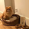 basket_bed, ceramic_bowl, cozy, cushion, cute, dog, fluffy, food_bowl, fur, home_interior, indoor, looking_at_camera, note_card, pet, pomeranian, portrait, sitting, wall_socket, water_bowl, wooden_floor