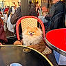 ashtray, bistro, black_table, cafe, dog, furry_pet, glass_reflection, handbag, outdoor_seating, people, pomeranian, portrait, red_table, restaurant, seating, smile, tableware, urban, wicker_chair, window