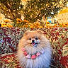 Enika a rejoint le concours — aidez-le/la à gagner de superbes lots ! companion, cozy, cute, decorative_tree, dog, fairy_lights, floral_pattern, fluffy, indoor, necklace, pet, pomeranian, portrait, seating, small_dog, smile, sofa, tongue_out, upholstery, yellow_flowers