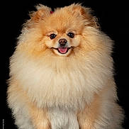 Enika a rejoint le concours — aidez-le/la à gagner de superbes lots ! adorable, advertisement, animal, black_background, closeup, cute, dog, fluffy, fluffy_coat, fur, groomed, pet, pet_food_logo, pomeranian, portrait, sitting, small_dog, smiling, studio, tongue_out