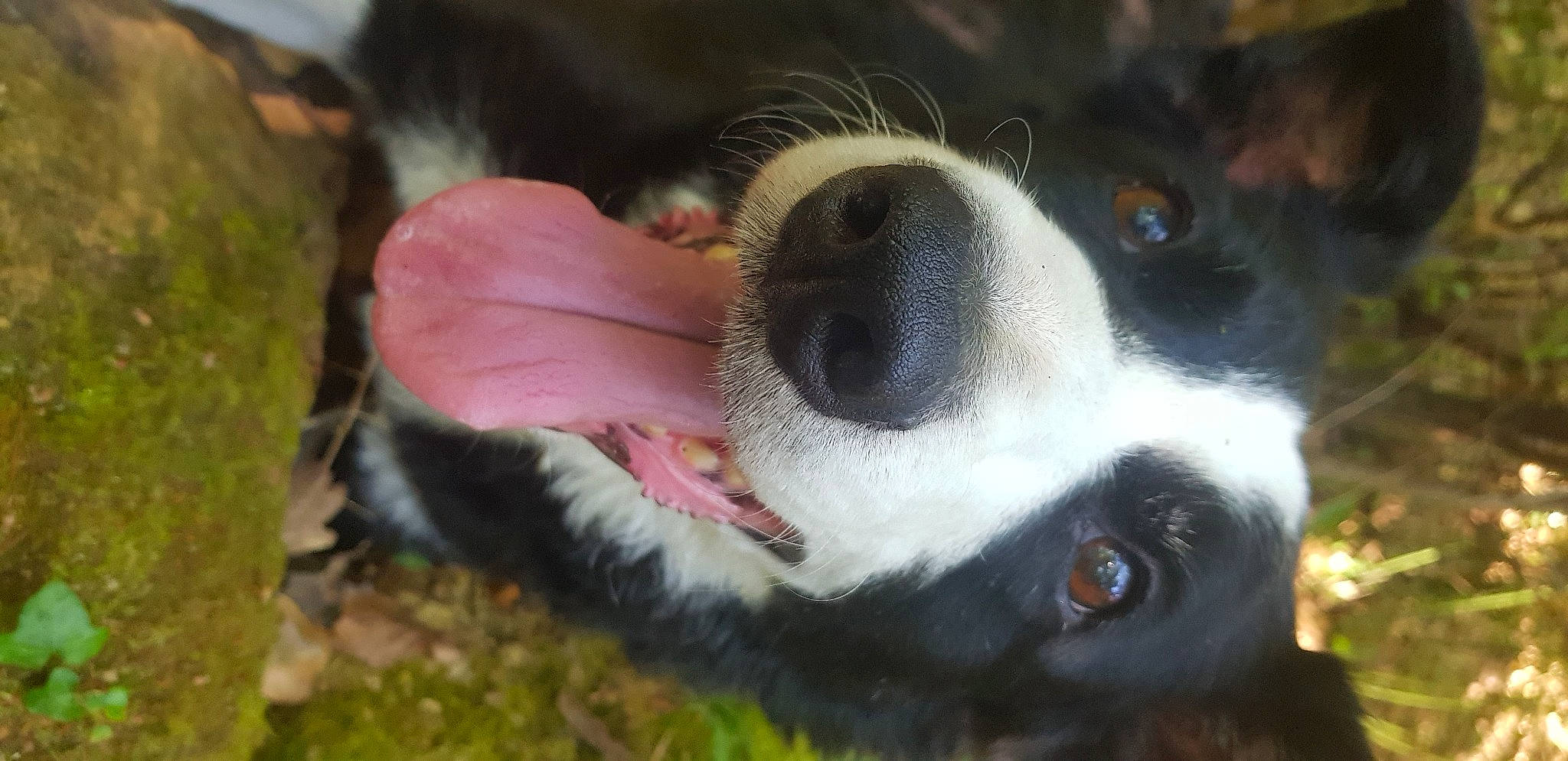 Louna a rejoint le concours — aidez-le/la à gagner de superbes lots ! border_collie, canidae, carnivore, companion_dog, dog, dog_breed, fawn, fur, grass, landseer, non_sporting_group, paw, plant, snout, spaniel, sporting_group, terrestrial_animal, whiskers, working_animal
