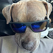 Zeus is registered to the contest to win money with this photo: accessory, brown_fur, canine, car_interior, casual, closeup, cool, dog, ear, face, leather, muzzle, nose, pet, portrait, reflection, resting, seat, sunglasses, window