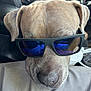 accessory, brown_fur, canine, car_interior, casual, closeup, cool, dog, ear, face, leather, muzzle, nose, pet, portrait, reflection, resting, seat, sunglasses, window