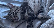 Simba joined the competition — help win amazing prizes! animal, bed, blanket, cat, comfort, cozy, domestic_cat, feline, fur, indoor, lying_down, paw, pet, relaxed, resting, sleepy, soft, striped, tabby_cat, whiskers