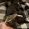 Simba is registered to the contest to win money with this photo: animal, blanket, cat, checkered, companion, cozy, cuddle, curious, cute, domestic, feline, fur, indoor, kitten, pet, playful, relaxed, resting, tattoo, young