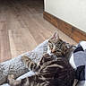 animal, blanket, cat, comfort, cozy, cute, domestic, feline, floor, fur, home, indoor, pet, relaxed, resting, sleepy, soft, striped, tabby, wood