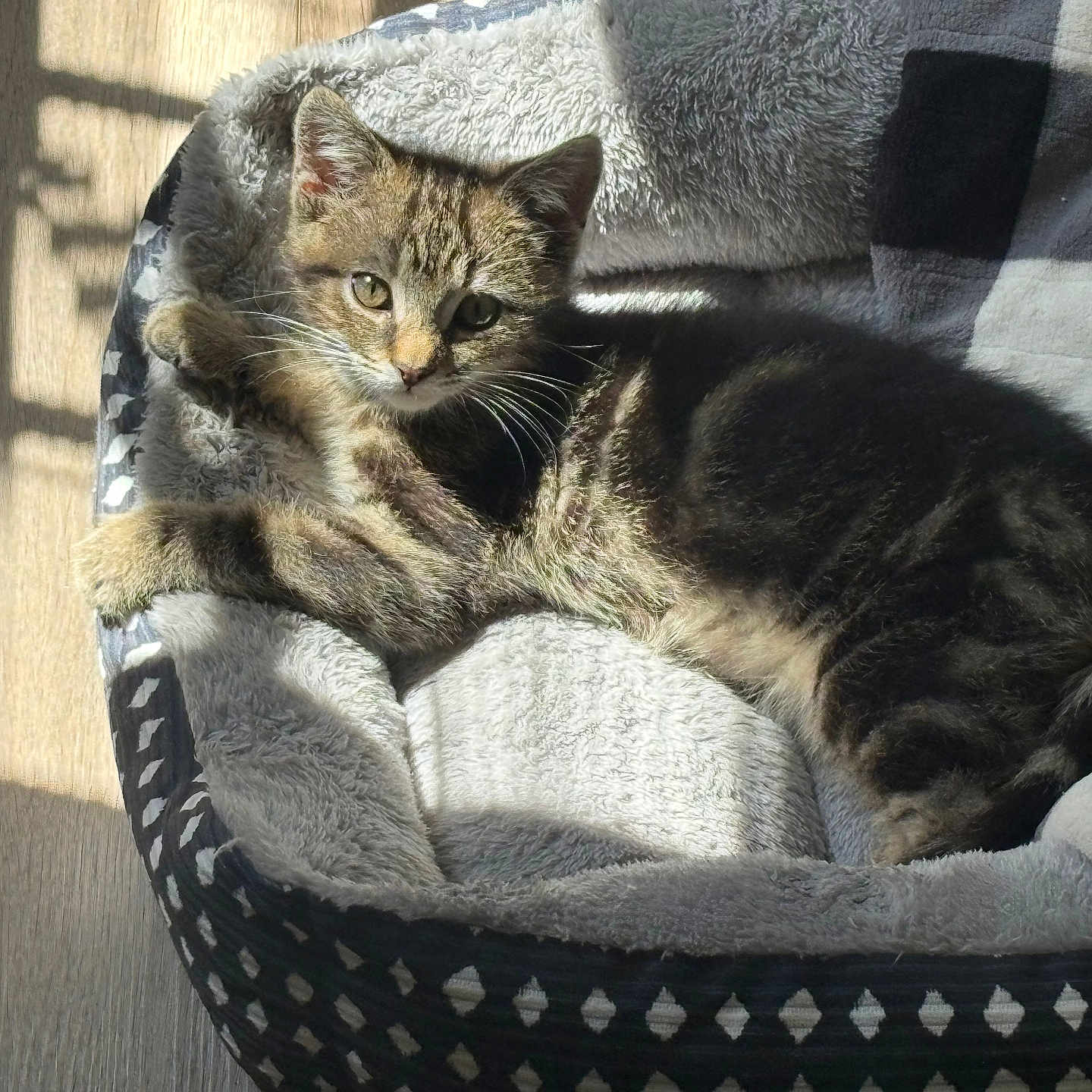 Simba