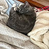 Bubby is registered to the contest to win money with this photo: kitten, gray_cat, sleeping, curled_up, blanket, bed, cozy, fur, paw, wooden_headboard, indoor, resting, pet, cute, animal, soft_texture, feline, warm, domestic, relaxation