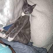 Bubby is registered to the contest to win money with this photo: bed, blanket, cat, comfort, cozy, cuddle, domestic_animal, furry_pet, gray_cat, human_arm, indoor, nap, pet, pillow, relaxation, resting, sleeping, soft_texture, warm, white_paws