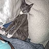 bed, blanket, cat, comfort, cozy, cuddle, domestic_animal, furry_pet, gray_cat, human_arm, indoor, nap, pet, pillow, relaxation, resting, sleeping, soft_texture, warm, white_paws