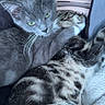 Bubby joined the competition — help win amazing prizes! animal, blanket, cat, companion, cozy, cute, domestic_cat, feline, fur, gray_cat, green_eyes, indoor, kitten, pet, resting, sleeping, snuggling, soft, tabby_cat, whiskers
