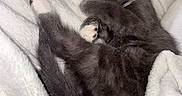 Bubby is registered to the contest to win money with this photo: kitten, cat, gray_cat, sleeping, paw, blanket, white_blanket, cozy, cute, fur, pet, animal, resting, soft, domestic_cat, feline, closeup, comfort, indoor, relaxation