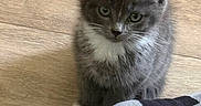Bubby joined the competition — help win amazing prizes! animal, blanket, cat, cozy, curious, cute, domestic_cat, feline, flooring, gray_cat, indoor, kitten, pet, plaid, small_animal, soft_fur, whiskers, white_fur, wood_floor, young_cat