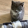 Bubby joined the competition — help win amazing prizes! kitten, cat, gray_cat, white_fur, flooring, wood_floor, pet, animal, feline, young_cat, cute, domestic_cat, indoor, curious, soft_fur, whiskers, small_animal, cozy, blanket, plaid