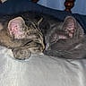 Bubby is registered to the contest to win money with this photo: animal, bed, cat, close_together, close_up, cozy, cute, domestic_animal, feline, fur, gray_cat, head, indoor, nap, pets, resting, sleeping, tabby_cat, two_cats, whiskers