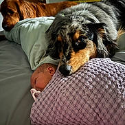 Ella joined the competition — help win amazing prizes! baby, newborn, dog, australian_shepherd, golden_retriever, blanket, bed, sleeping, resting, indoor, cozy, pet, animal, companion, comfort, protective, human, face, pacifier, relaxation