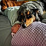 baby, newborn, dog, australian_shepherd, golden_retriever, blanket, bed, sleeping, resting, indoor, cozy, pet, animal, companion, comfort, protective, human, face, pacifier, relaxation