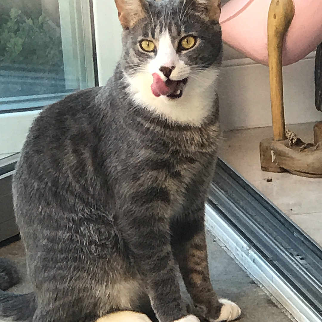 Ollie joined the competition — help win amazing prizes! abyssinian, alloywheel, animal, bodypart, car, carwheel, cat, kitten, machine, manx, mouth, person, pet, spoke, teeth, tire, tongue, transportation, vehicle, wood