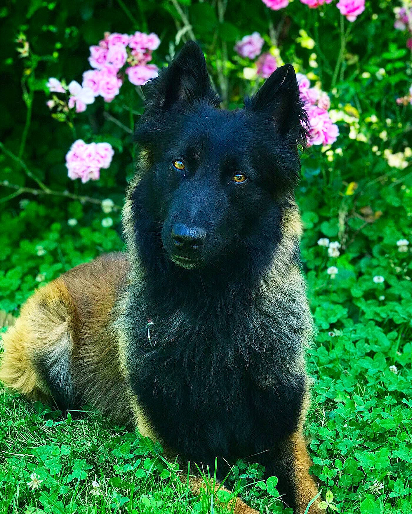 Nevers participe au concours pour gagner de l'argent avec cette photo : belgian_shepherd, belgian_shepherd_malinois, bohemian_shepherd, canidae, carnivore, dog, dog_breed, flower, groenendael, herding_dog, king_shepherd, mammal, mudi, plant, rare_breed_dog, schipperke, shiloh_shepherd_dog, tervuren, vertebrate, working_dog