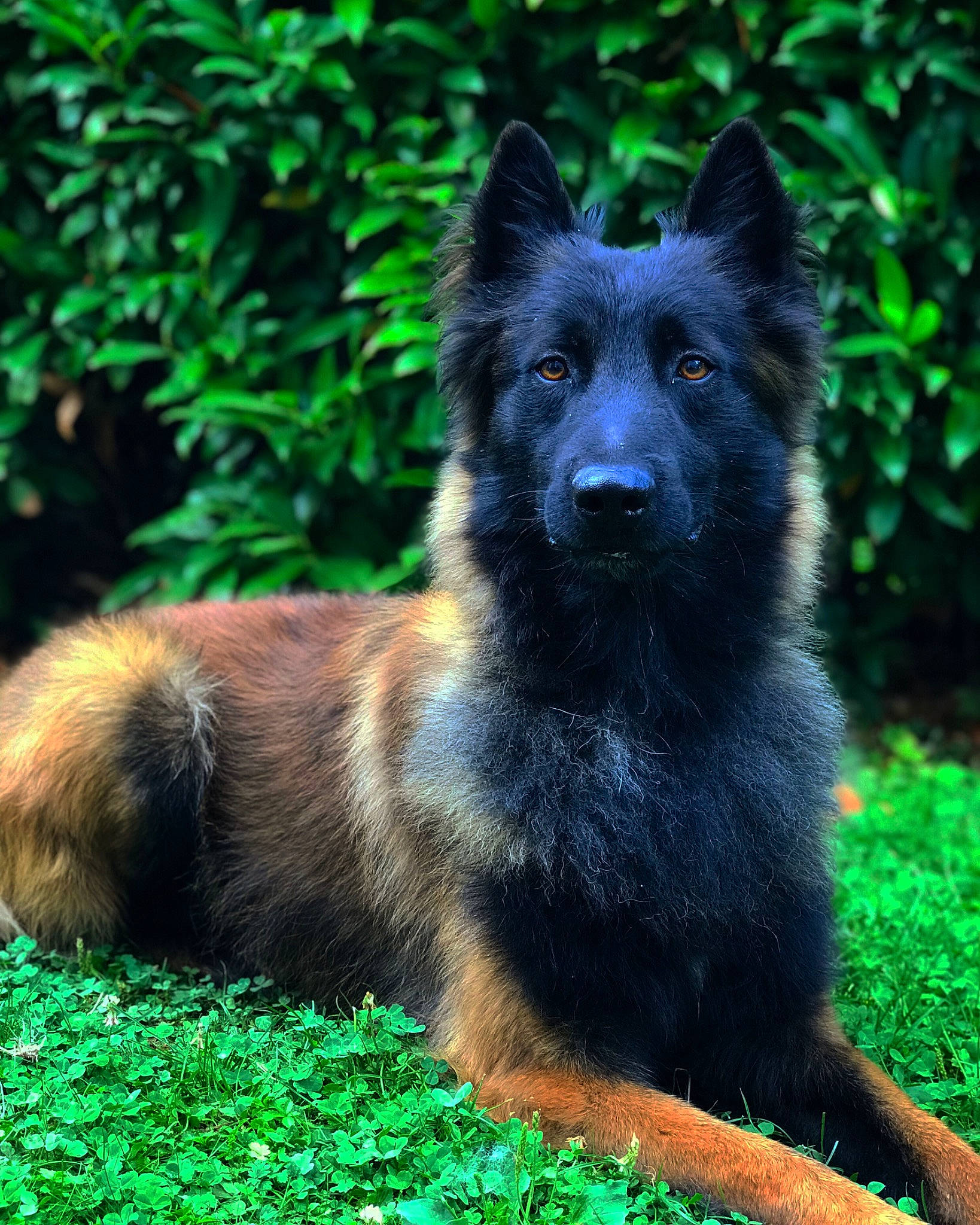 Nevers participe au concours pour gagner de l'argent avec cette photo : belgian_shepherd, belgian_shepherd_malinois, bohemian_shepherd, canidae, carnivore, dog, dog_breed, groenendael, herding_dog, king_shepherd, mammal, old_german_shepherd_dog, rare_breed_dog, shiloh_shepherd_dog, tervuren, vertebrate, working_dog