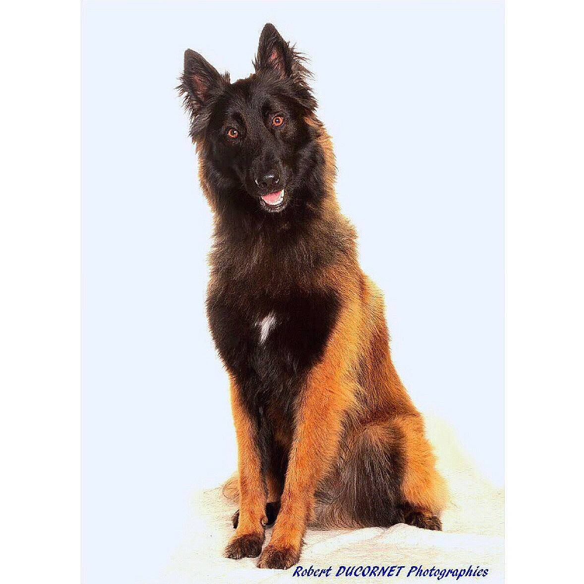 Nevers a rejoint le concours — aidez-le/la à gagner de superbes lots ! belgian_shepherd, belgian_shepherd_malinois, bohemian_shepherd, canidae, carnivore, companion_dog, dog, dog_breed, german_shepherd_dog, groenendael, herding_dog, king_shepherd, mammal, old_german_shepherd_dog, rare_breed_dog, shiloh_shepherd_dog, tervuren, vertebrate, working_dog