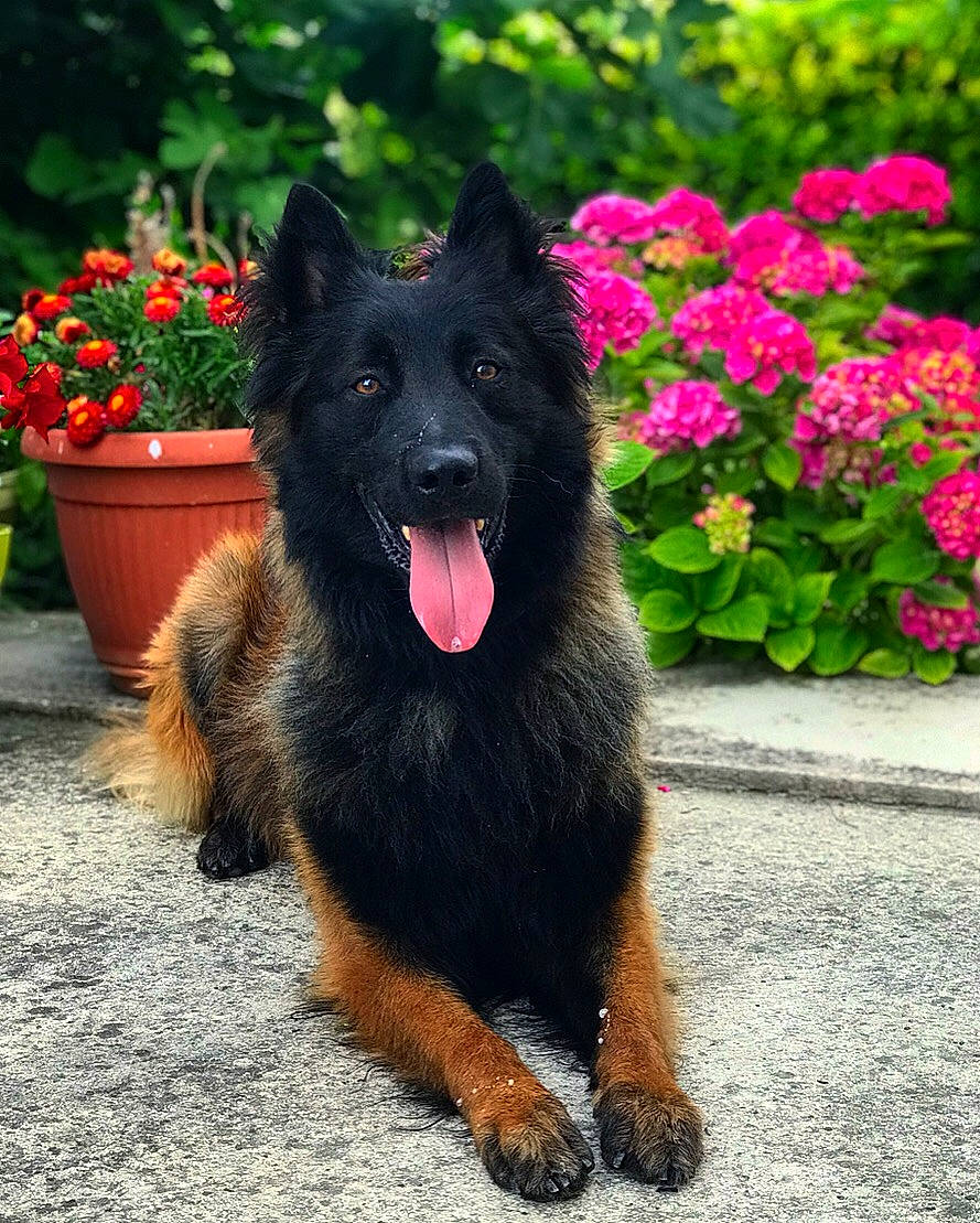 Nevers participe au concours pour gagner de l'argent avec cette photo : belgian_shepherd, belgian_shepherd_malinois, bohemian_shepherd, canidae, carnivore, dog, dog_breed, flower, german_shepherd_dog, groenendael, king_shepherd, mammal, old_german_shepherd_dog, plant, rare_breed_dog, shiloh_shepherd_dog, tervuren, vertebrate
