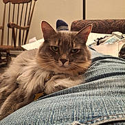 Dusty is registered to the contest to win money with this photo: cat, fluffy, lap, denim, jeans, feline, indoor, wooden_chair, couch, clutter, relaxed, pet, fur, closeup, animal, domestic, resting, portrait, home, yellow_eyes