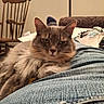 cat, fluffy, lap, denim, jeans, feline, indoor, wooden_chair, couch, clutter, relaxed, pet, fur, closeup, animal, domestic, resting, portrait, home, yellow_eyes