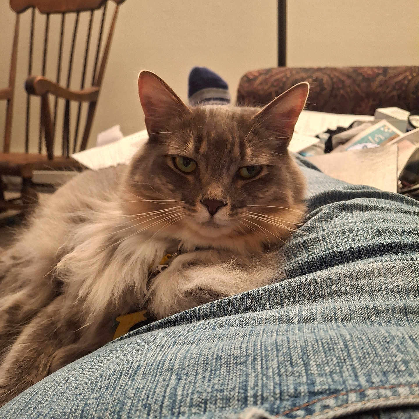 Dusty is registered to the contest to win money with this photo: cat, fluffy, lap, denim, jeans, feline, indoor, wooden_chair, couch, clutter, relaxed, pet, fur, closeup, animal, domestic, resting, portrait, home, yellow_eyes