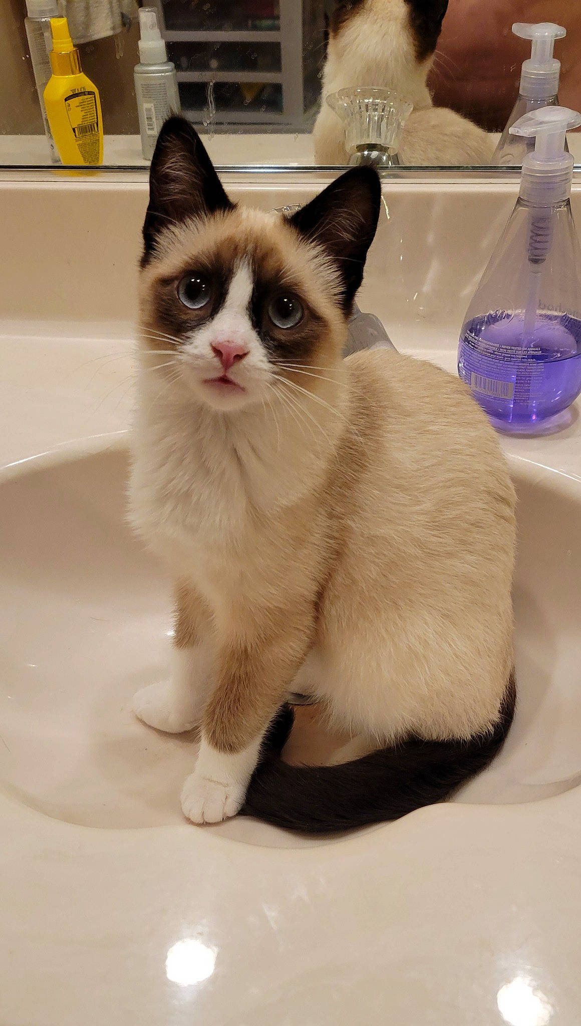 Moonboots joined the competition — help win amazing prizes! bottle, carnivore, cat, claw, domestic_short_haired_cat, fawn, felidae, flooring, foot, fur, paw, plumbing, plumbing_fixture, small_to_medium_sized_cats, snout, tail, terrestrial_animal, thai, whiskers, window