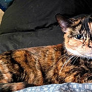 Cosmo is registered to the contest to win money with this photo: cat, tortoiseshell, calico, feline, pet, whiskers, green_eyes, fur, patterned_fur, indoor, couch, pillow, blanket, lying_down, close_up, portrait, relaxed, ears, nose, domestic_animal