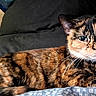 blanket, calico, cat, close_up, couch, domestic_animal, ears, feline, fur, green_eyes, indoor, lying_down, nose, patterned_fur, pet, pillow, portrait, relaxed, tortoiseshell, whiskers