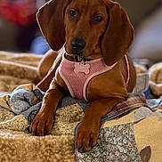 Daisy joined the competition — help win amazing prizes! dog, brown_dog, pet, canine, puppy, harness, pink_harness, bed, blanket, quilt, patchwork, indoor, cozy, relaxed, ears, paws, animal, cute, lying_down, looking_at_camera