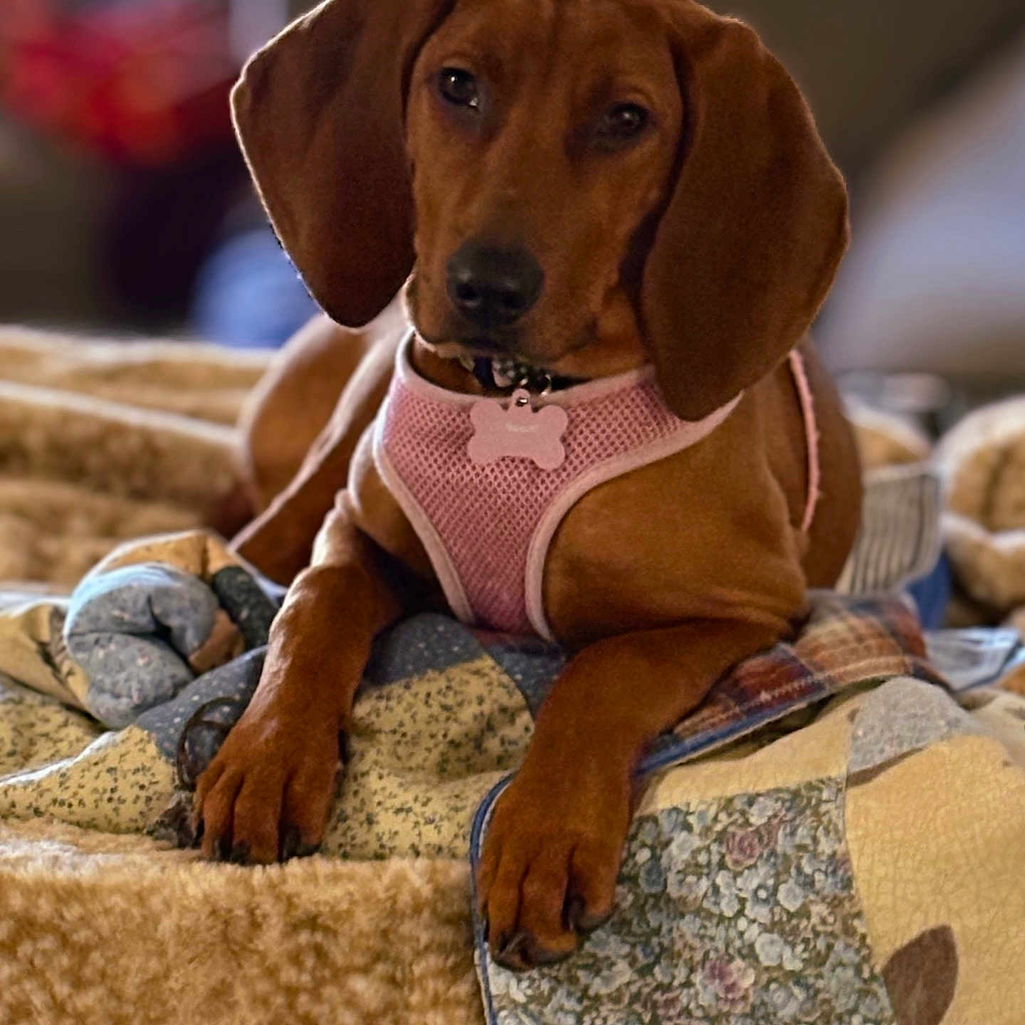 Daisy joined the competition — help win amazing prizes! animal, bed, blanket, brown_dog, canine, cozy, cute, dog, ears, harness, indoor, looking_at_camera, lying_down, patchwork, paws, pet, pink_harness, puppy, quilt, relaxed