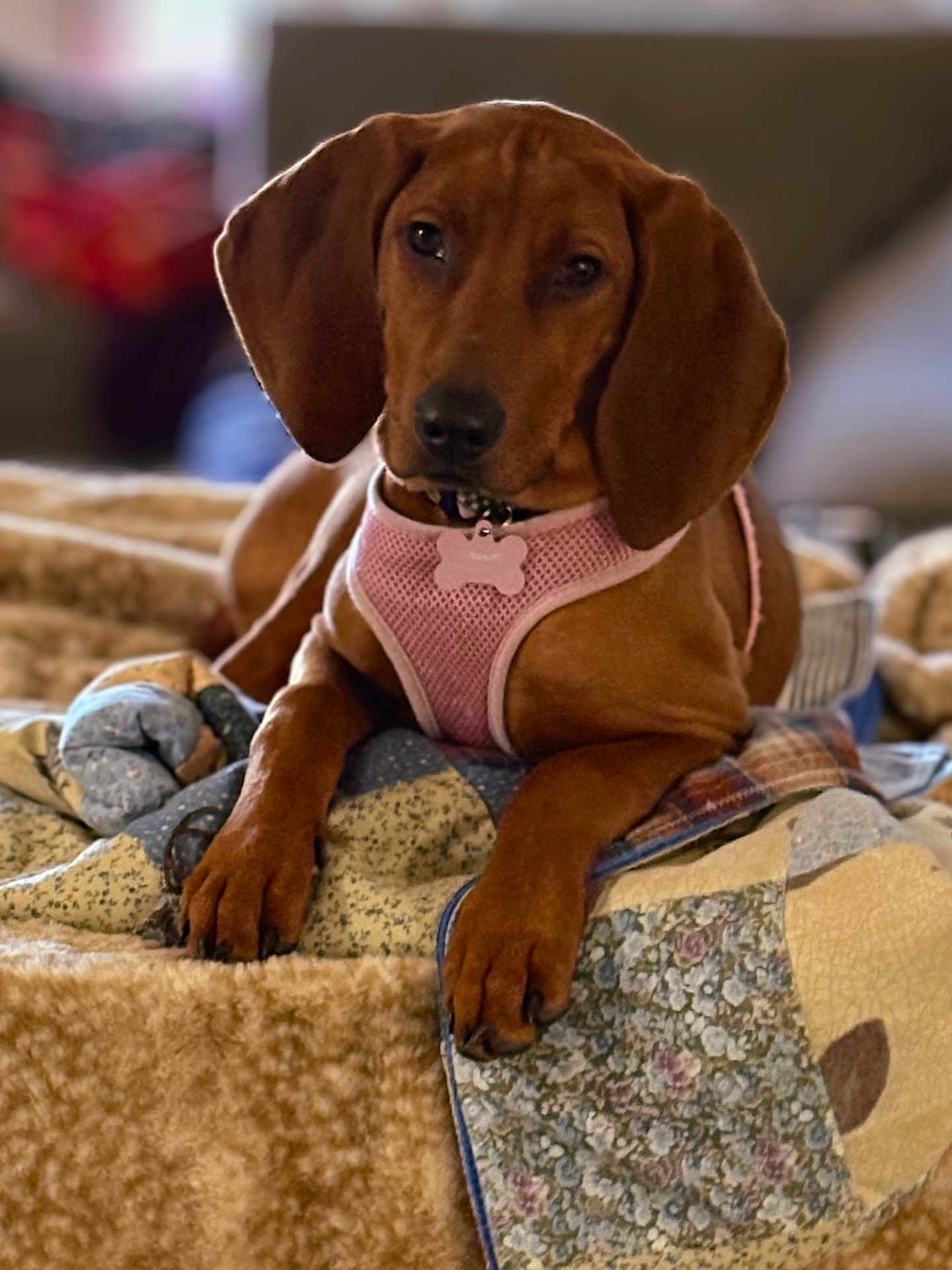 Daisy