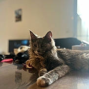 Vaïna a rejoint le concours — aidez-le/la à gagner de superbes lots ! cat, fluffy, table, indoor, relaxed, fur, pet, animal, stretching, wood, domestic, feline, laying, cozy, soft_light, blurred_background, calm, home, closeup, portrait