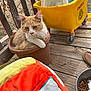 animal, blanket, casual, cat, container, cozy, domestic, feline, floor, flowerpot, mop_bucket, orange_cat, outdoor, pet, pet_food, relaxed, resting, white_cat, wooden_deck, yellow_bucket