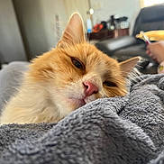 Jinx joined the competition — help win amazing prizes! blanket, blurred_background, cat, close_up, cozy, ear, feline, fur, indoor, living_room, nose, orange_cat, person, pet, phone, relaxed, resting, soft_texture, whiskers, white_cat