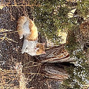 Jinx is registered to the contest to win money with this photo: beak, bird_of_prey, canidae, carnivore, fawn, felidae, fur, grass, natural_material, organism, plant, small_to_medium_sized_cats, soil, tail, terrestrial_animal, tree, trunk, twig, whiskers, wood