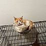 animal, brown_dog, cage, cat, collar, container, curled_up, dog, fence, floor_tile, indoor, metal_bars, orange_cat, pet, resting, sleepy, snug, unimpressed, wall, white_cat