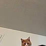 animal, cat, ceiling, closeup, collar, curious, face, fur, glasses, head, home, indoor, looking, orange_cat, person, pet, relaxed, resting, wall, white_cat
