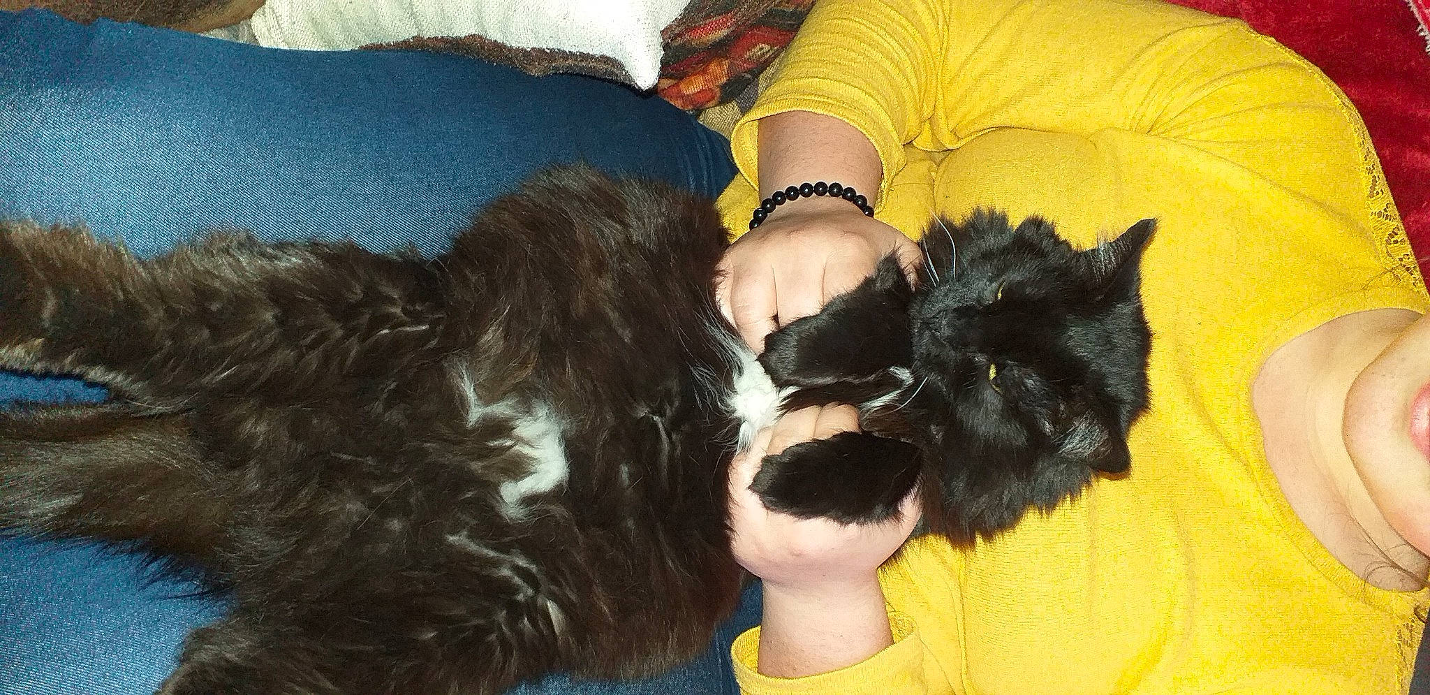 Isis a rejoint le concours — aidez-le/la à gagner de superbes lots ! canidae, carnivore, comfort, companion_dog, dog, dog_breed, ear, fashion_accessory, fawn, felidae, fur, gesture, mammal, small_to_medium_sized_cats, snout, sporting_group, tail, vertebrate, whiskers, wrist