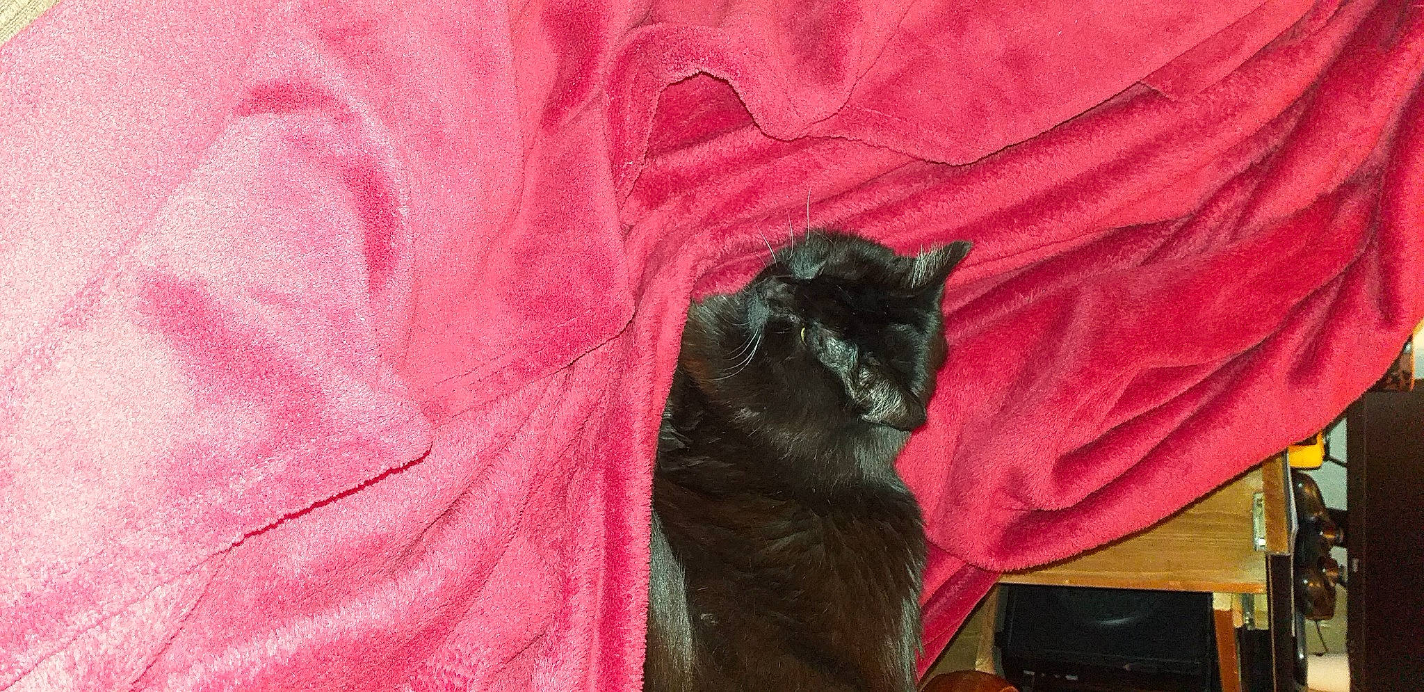 Isis a rejoint le concours — aidez-le/la à gagner de superbes lots ! black_cat, bombay, carnivore, cat, claw, comfort, dog_breed, domestic_short_haired_cat, felidae, fur, gesture, grey, magenta, mammal, sleeve, small_to_medium_sized_cats, snout, tail, textile, whiskers