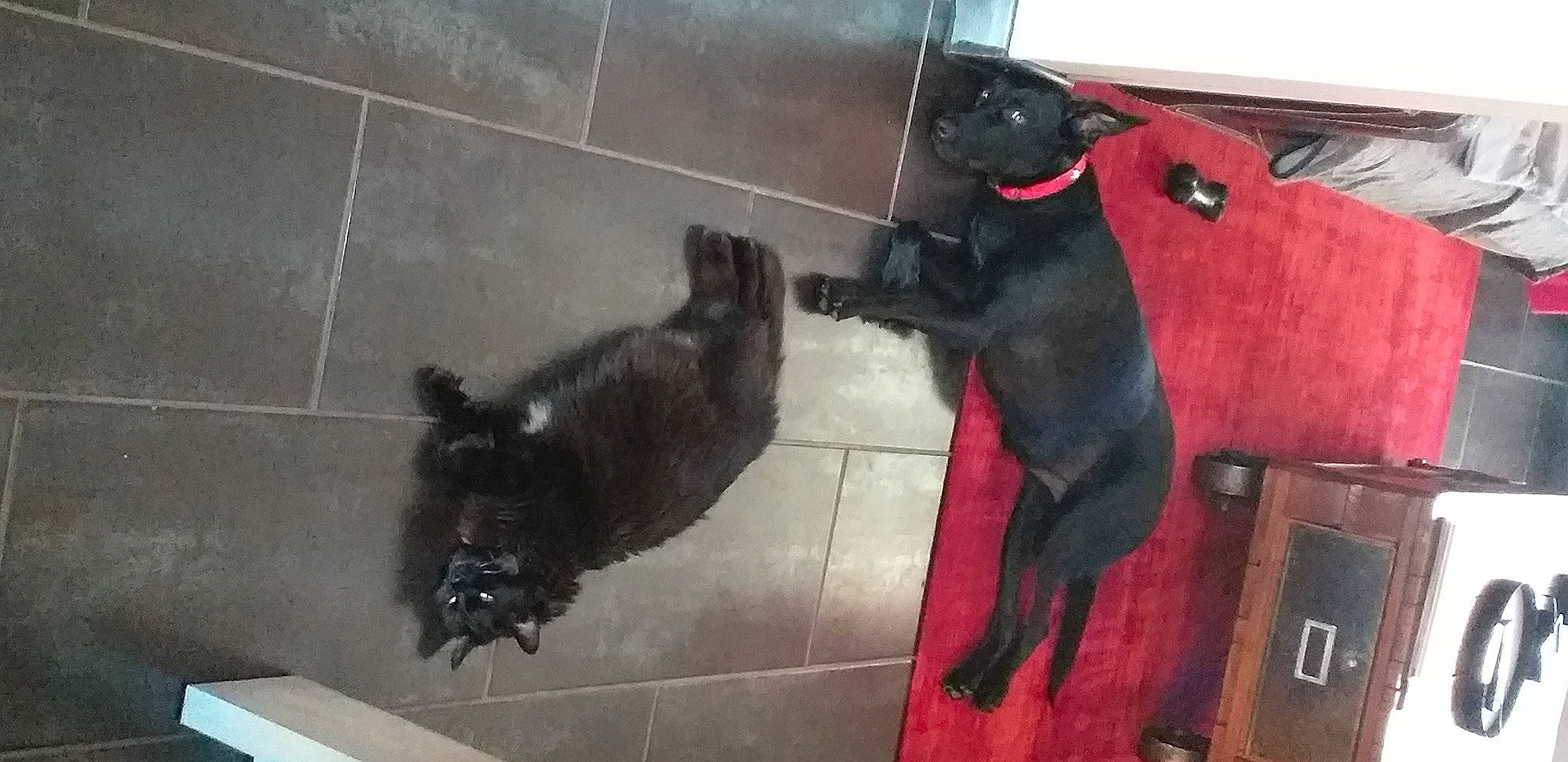 Isis a rejoint le concours — aidez-le/la à gagner de superbes lots ! bombay, canidae, carnivore, claw, companion_dog, dog, dog_breed, felidae, floor, flooring, fur, liver, non_sporting_group, pet_supply, small_to_medium_sized_cats, snout, sporting_group, tail, terrestrial_animal, working_animal