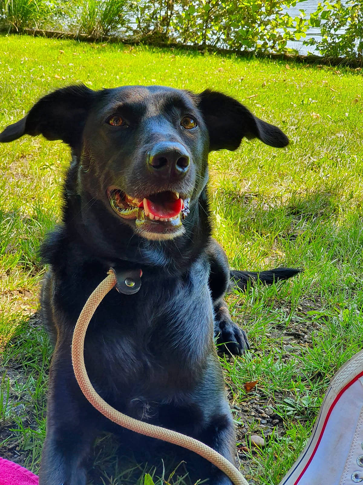 Neige a rejoint le concours — aidez-le/la à gagner de superbes lots ! borador, canidae, carnivore, collar, companion_dog, dog, dog_breed, dog_collar, grass, gun_dog, labrador_retriever, leash, personal_protective_equipment, plant, retriever, snout, sporting_group, tree, whiskers, working_animal