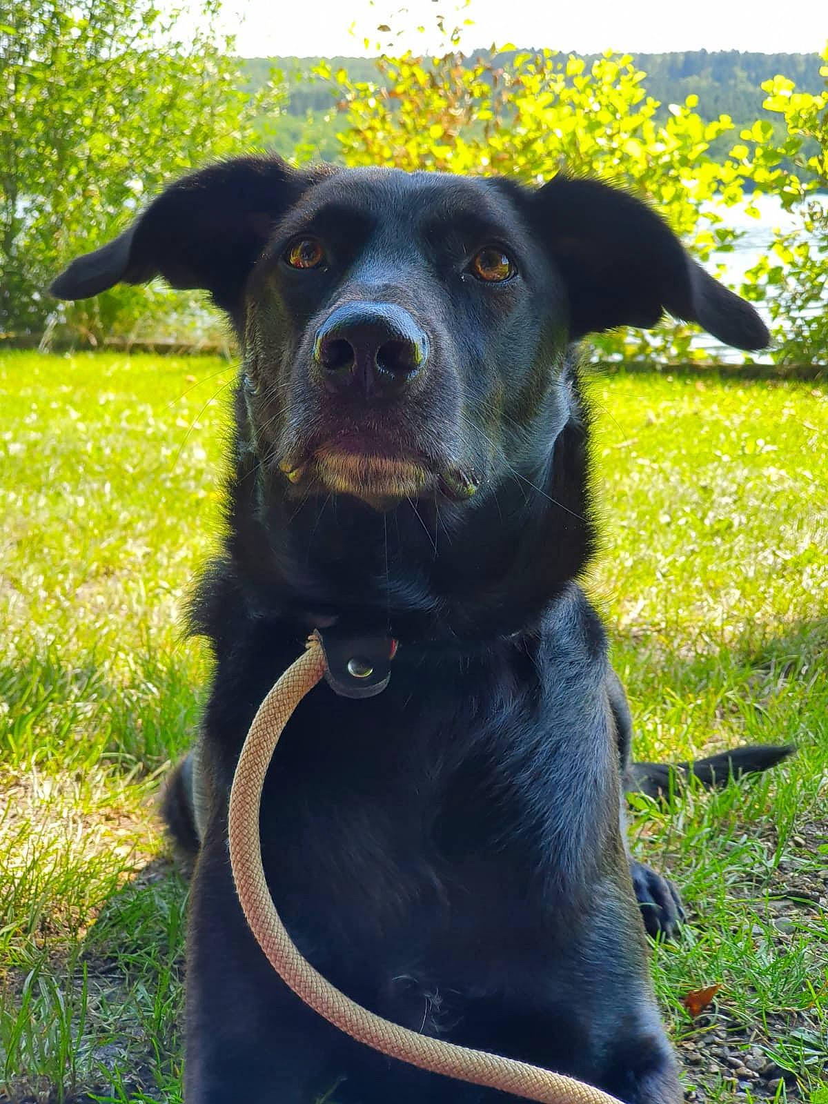 Neige a rejoint le concours — aidez-le/la à gagner de superbes lots ! borador, canidae, carnivore, collar, companion_dog, dog, dog_breed, dog_collar, electric_blue, eye, grass, hunting_dog, pet_supply, plant, snout, sporting_group, terrestrial_animal, tree, working_animal, working_dog