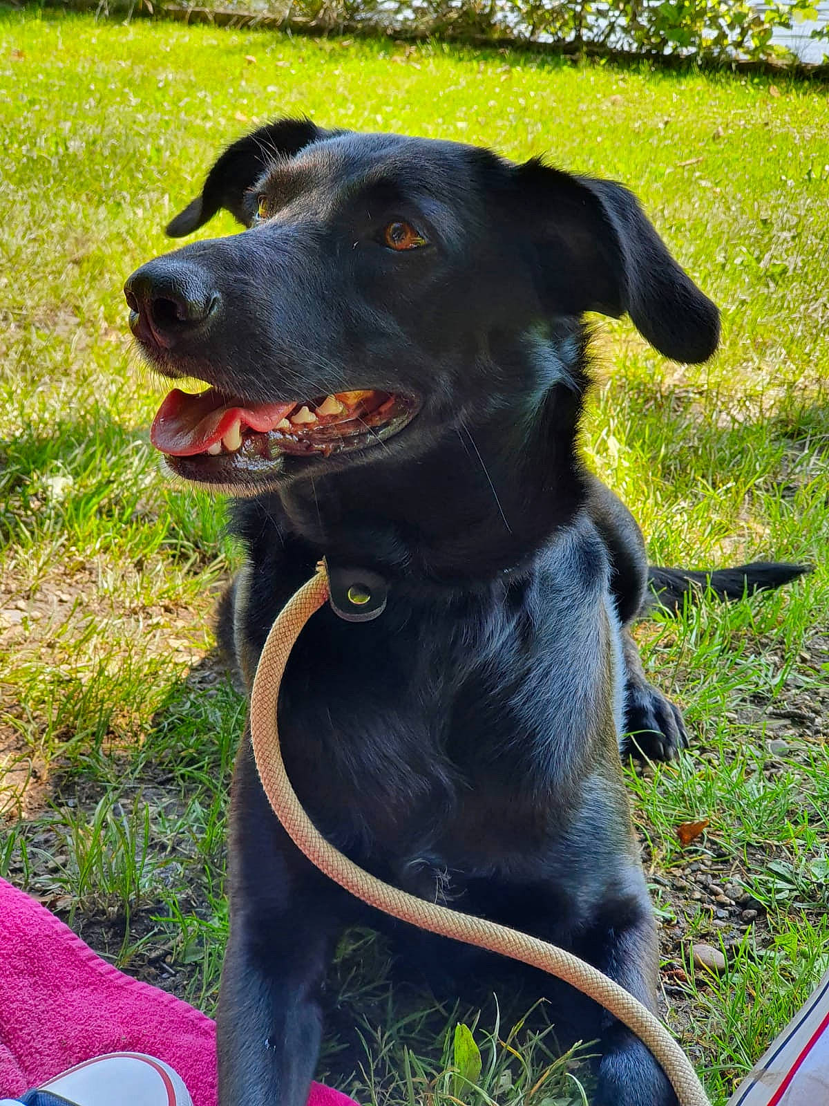 Neige a rejoint le concours — aidez-le/la à gagner de superbes lots ! borador, carnivore, collar, companion_dog, dog, dog_breed, dog_collar, dog_supply, grass, guard_dog, leash, personal_protective_equipment, pet_supply, plant, retriever, snout, sporting_group, whiskers, working_animal, working_dog