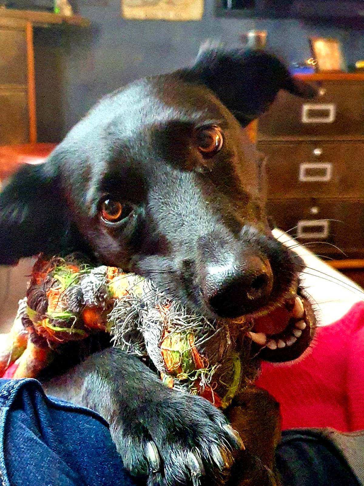 Neige participe au concours pour gagner de l'argent avec cette photo : cabinetry, canidae, carnivore, chest_of_drawers, collar, companion_dog, computer_monitor, dog, dog_breed, dog_supply, drawer, ear, fawn, fur, liver, snout, sporting_group, television, whiskers, working_animal